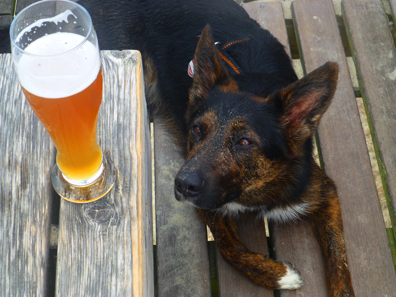 Photo of a dog at Beery's Brewing Co